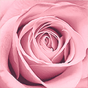 la Vie en Rose logo